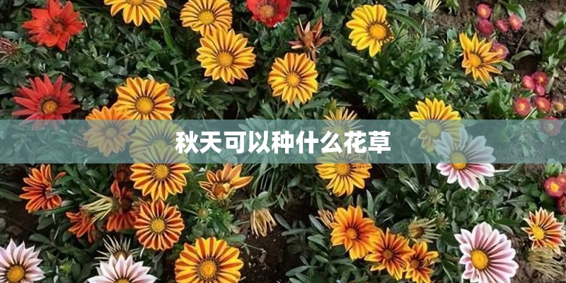 家庭养花中的吊挂式栽培有哪些新品种？