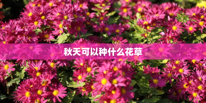 秋天可以种什么花草 秋天可以种什么花草