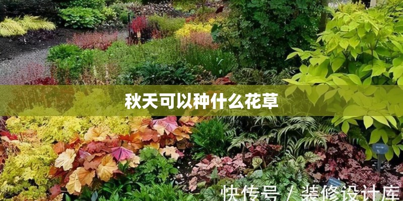秋天可以种什么花草 秋天可以种什么花草
