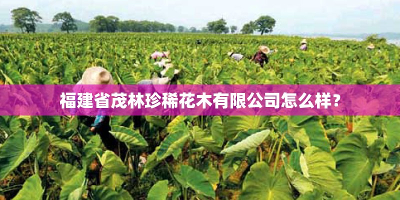 福建省茂林珍稀花木有限公司怎么样？
