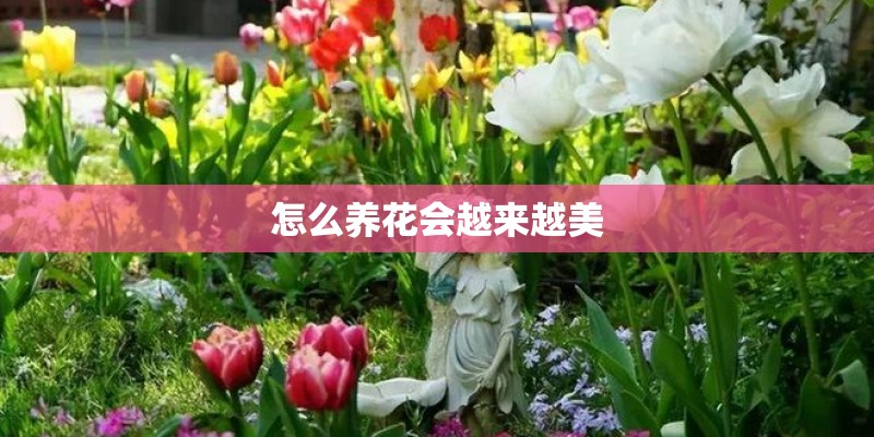 怎么养花会越来越美