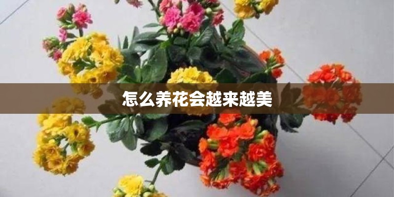 怎么养花会越来越美