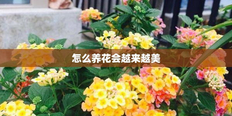 怎么养花会越来越美