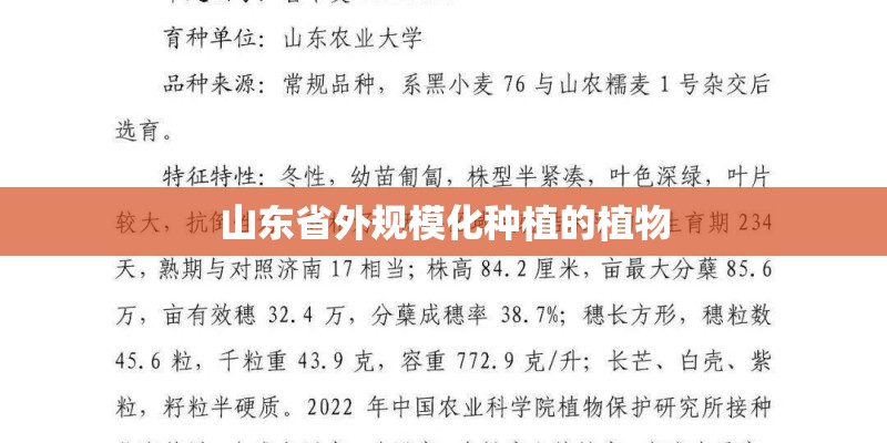 山东省外规模化种植的植物