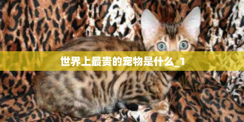 世界上最贵的宠物是什么_1