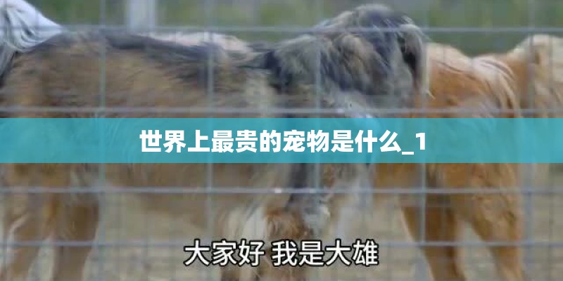 世界上最贵的宠物是什么_1