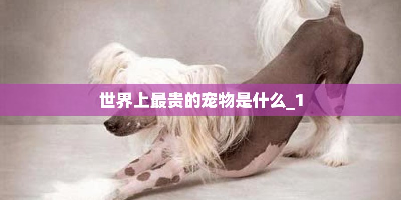 世界上最贵的宠物是什么_1