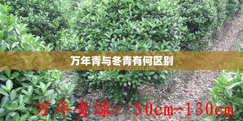 探岳降价促销优惠6万