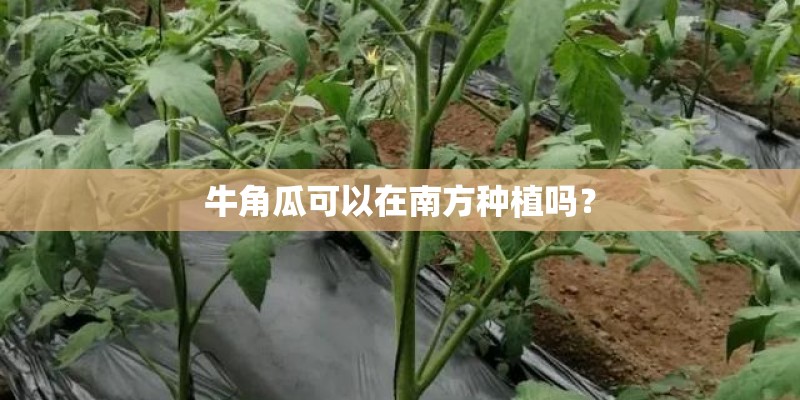 牛角瓜可以在南方种植吗？