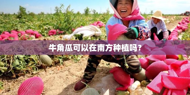 牛角瓜可以在南方种植吗？