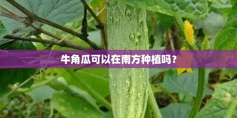 牛角瓜可以在南方种植吗？