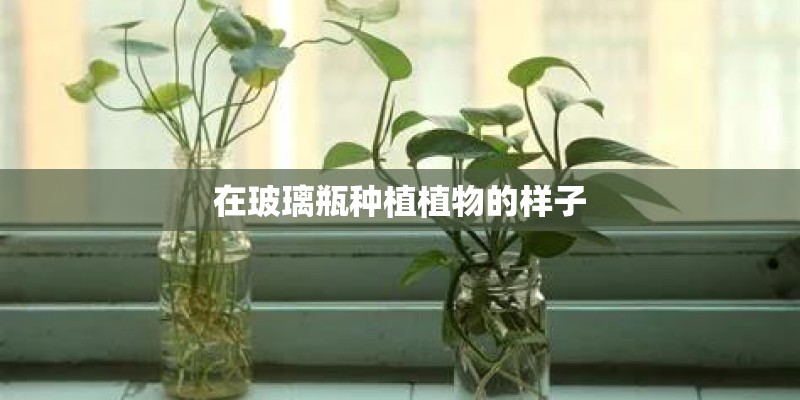 在玻璃瓶种植植物的样子
