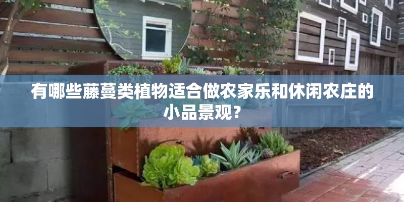 有哪些藤蔓类植物适合做农家乐和休闲农庄的小品景观？