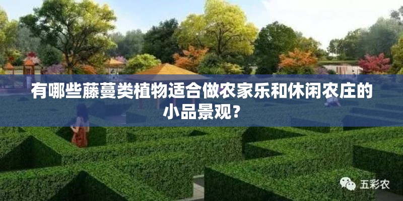 有哪些藤蔓类植物适合做农家乐和休闲农庄的小品景观？