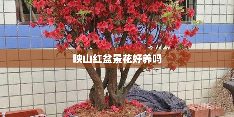 映山红盆景花好养吗