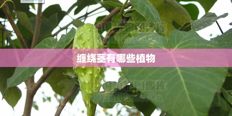 缠绕茎有哪些植物