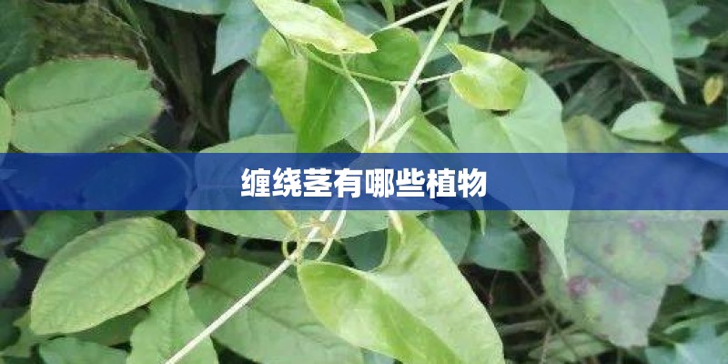 缠绕茎有哪些植物