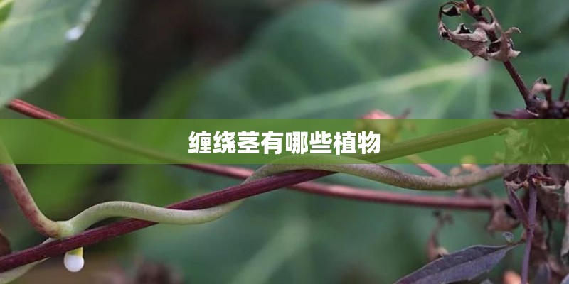缠绕茎有哪些植物