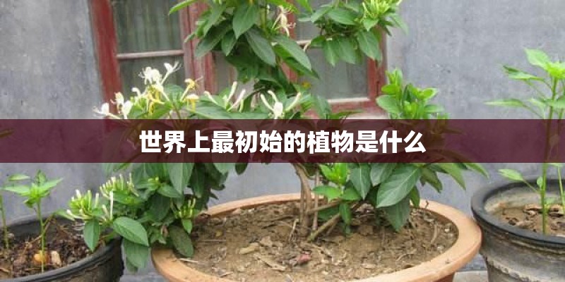 血管硬化、心梗、脑梗的克星——来自大自然的恩赐
