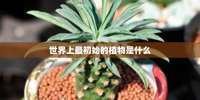 世界上最初始的植物是什么