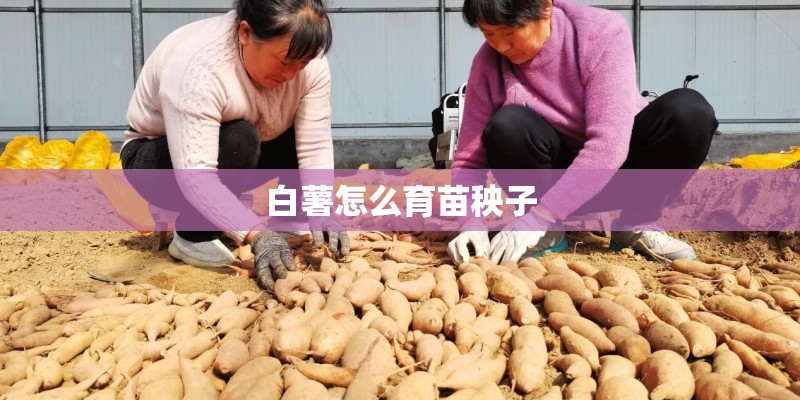 白薯怎么育苗秧子
