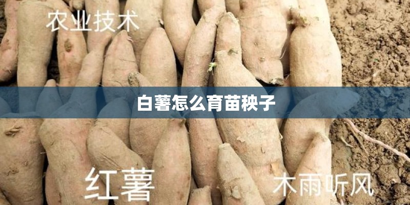 白薯怎么育苗秧子