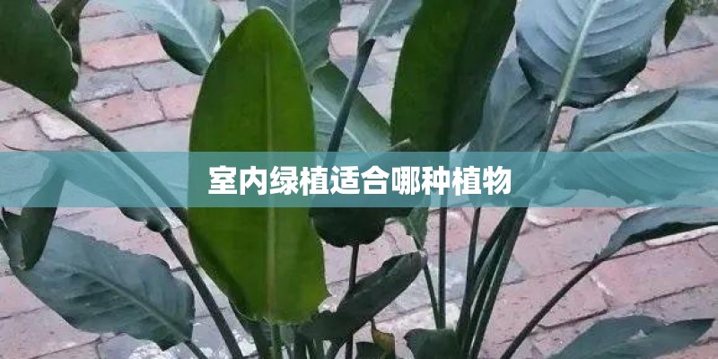 室内绿植适合哪种植物