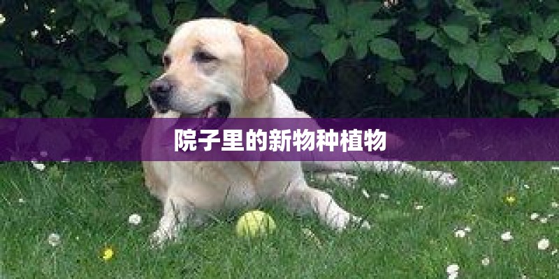 院子里的新物种植物