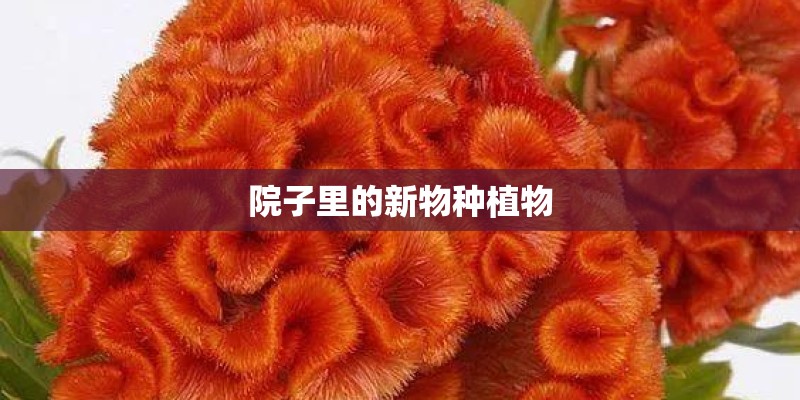 院子里的新物种植物