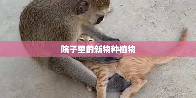 院子里的新物种植物