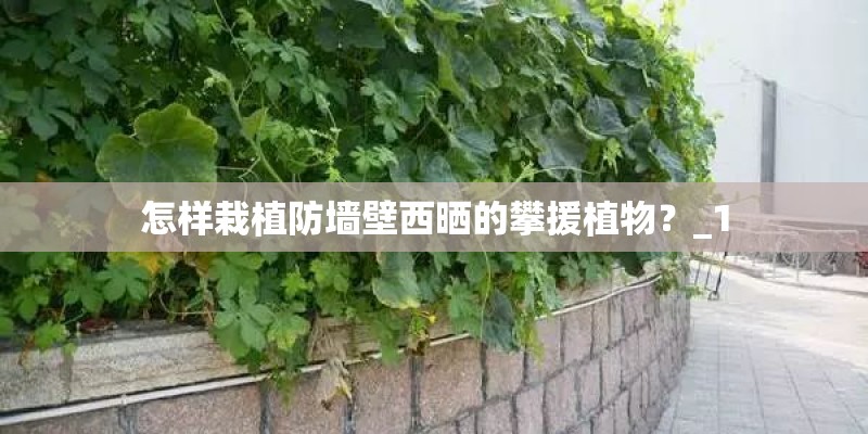 怎样栽植防墙壁西晒的攀援植物？_1