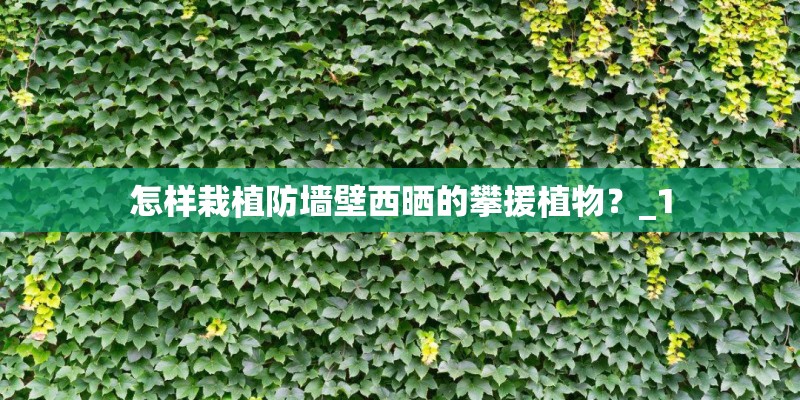 怎样栽植防墙壁西晒的攀援植物？_1