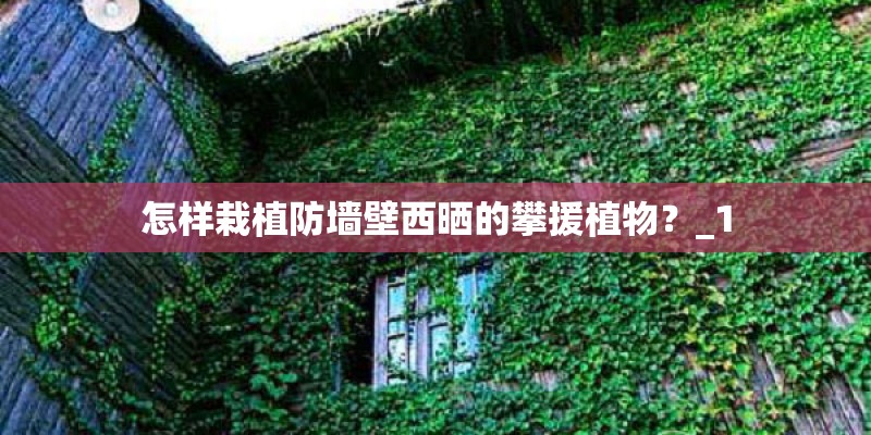 怎样栽植防墙壁西晒的攀援植物？_1