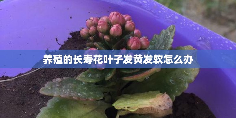 养殖的长寿花叶子发黄发软怎么办
