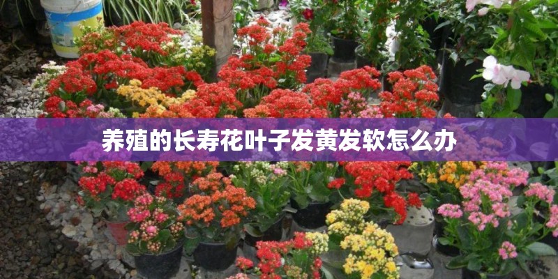 养殖的长寿花叶子发黄发软怎么办