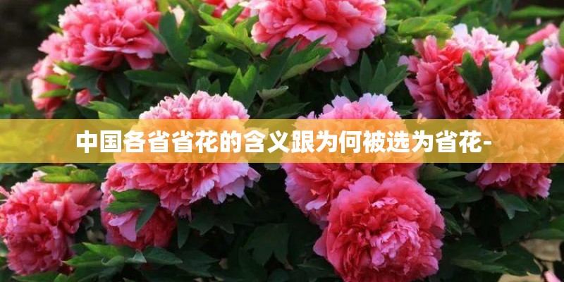 中国各省省花的含义跟为何被选为省花-