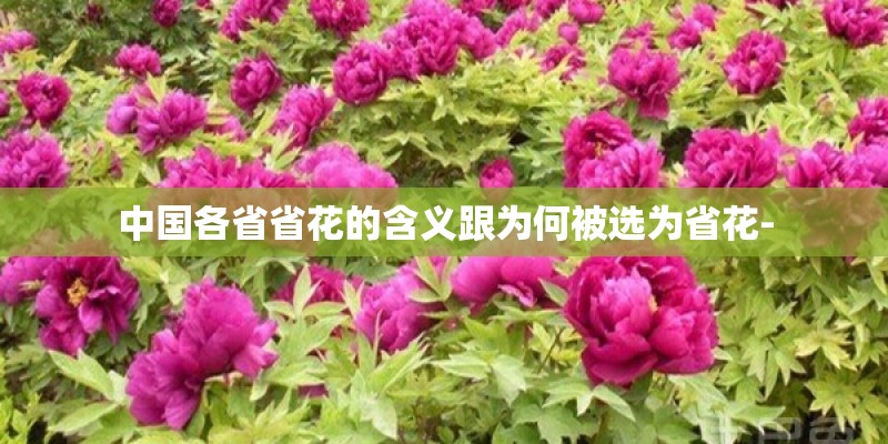 中国各省省花的含义跟为何被选为省花-