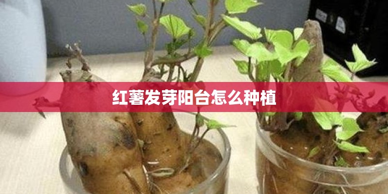 红薯发芽阳台怎么种植