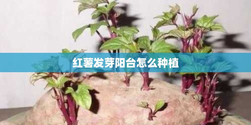 沙尘环境下工程机械维护保养？