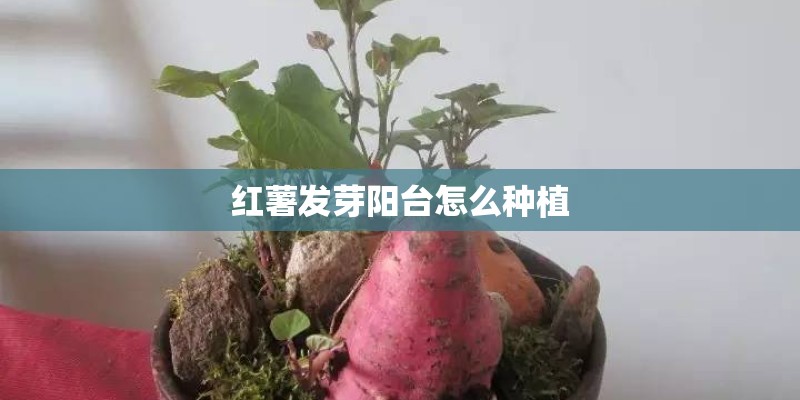 红薯发芽阳台怎么种植
