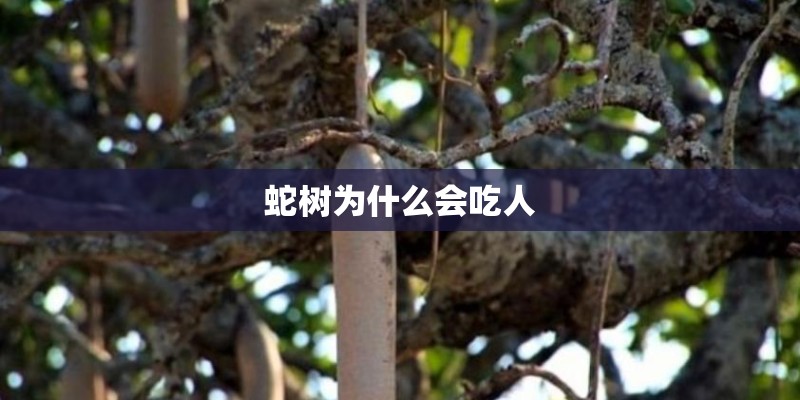 蛇树为什么会吃人