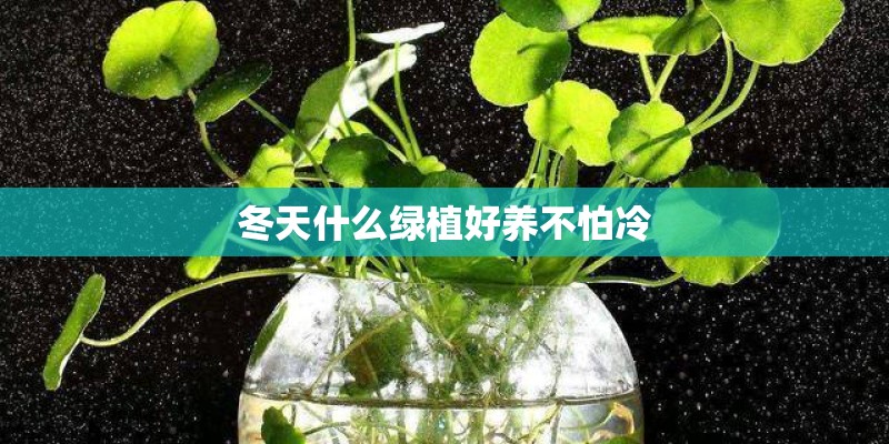 红薯发芽阳台怎么种植