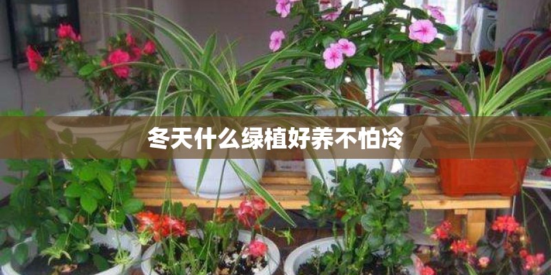 冬天什么绿植好养不怕冷 冬天什么绿植好养不怕冷