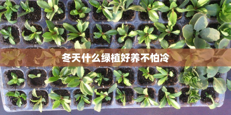 冬天什么绿植好养不怕冷 冬天什么绿植好养不怕冷