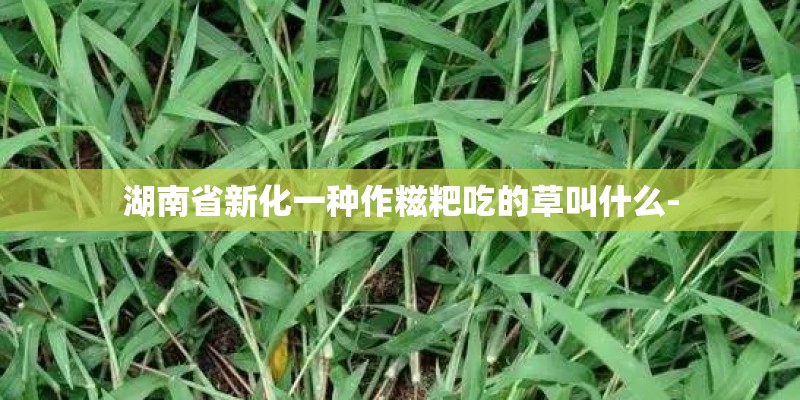 湖南省新化一种作糍粑吃的草叫什么-