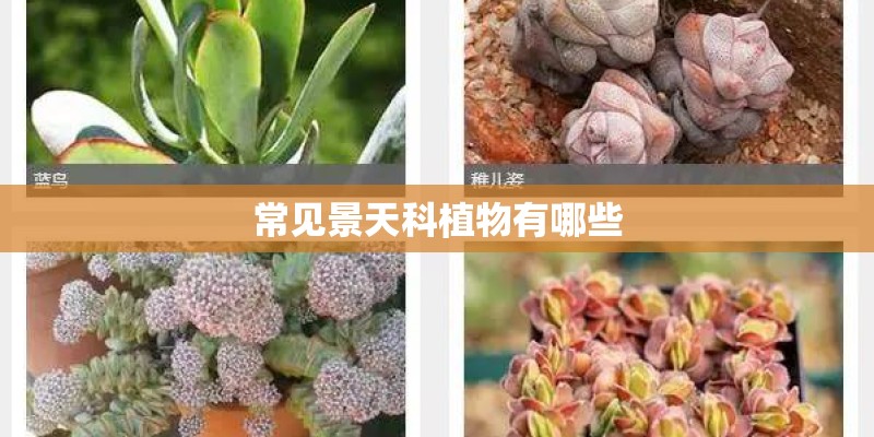 如何开通手机新闻早晚报？