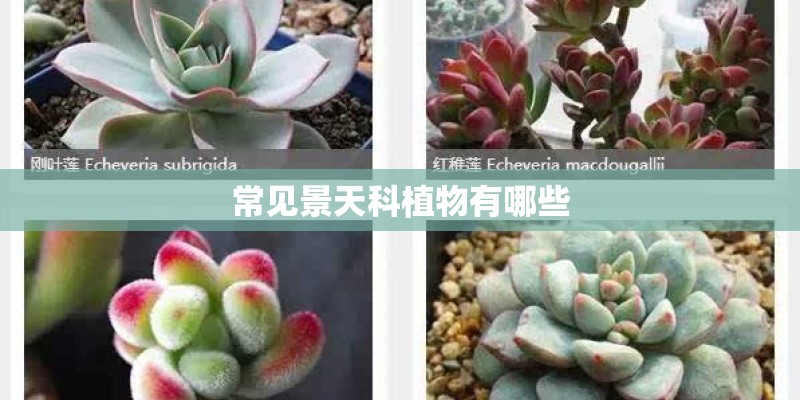 常见景天科植物有哪些 常见景天科植物有哪些