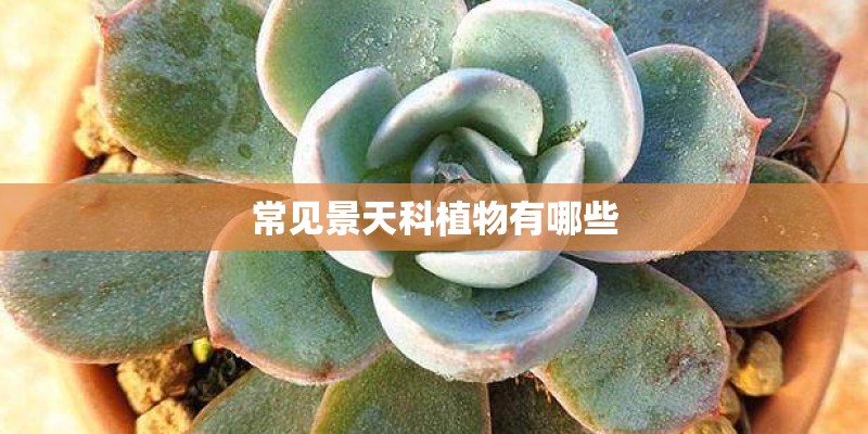 常见景天科植物有哪些 常见景天科植物有哪些