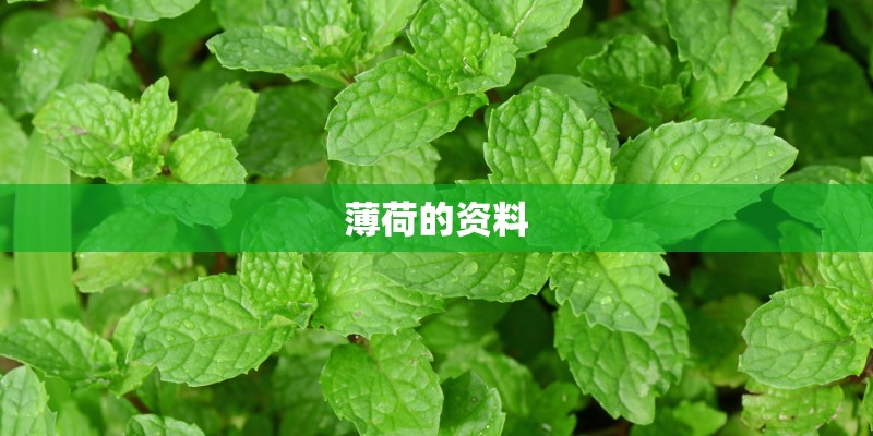 普通话三分钟命题说话我喜爱的动物（或植物）_1