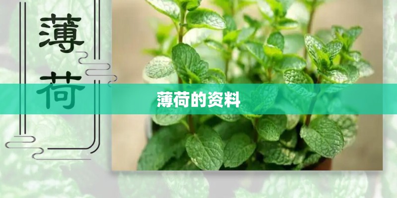 薄荷的资料